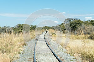 Chacma baboons on the railroad tracks between Kombat and Grootfontein