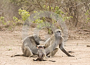 Chacma baboons in the river bank, kruger bushveld, Kruger national park, SOUTH AFRICA
