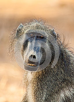 Chacma Baboons sitting in the African sun