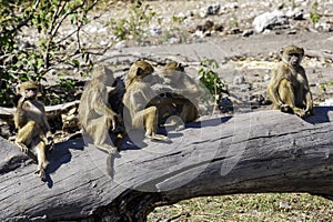 Chacma or Cape Baboon, babies sitting on a log, playing, funny,