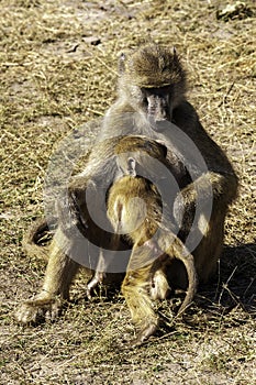 Chacma or Cape Baboon, Mother and baby