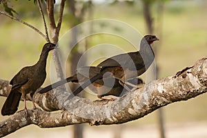 Chaco Chacalacas Perched on Branch