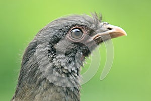 Chaco chachalaca