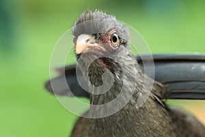 Chaco chachalaca