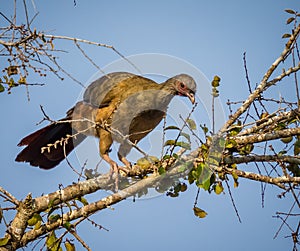 Chaco chachalaca leans over branch in Pantanal