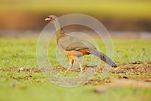 Chaco Chachalaca, Ortalis canicollis, bird with open bill, walking in the green grass, Pantanal, Brazil. Bird in nature habitat. G