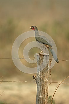 Chaco chachalaca, Ortalis canicollis