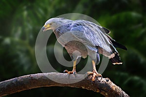 Chaco Eagle - Bird of Prey