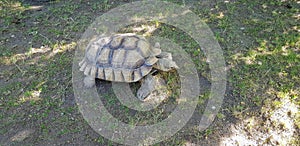 Chaco tortoise outdoor