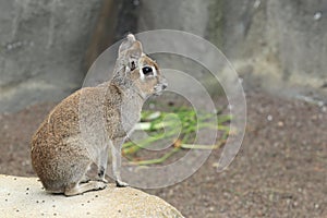 Chacoan cavy