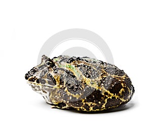 Chacoan horned frog. Ceratophrys cranwelli. photo