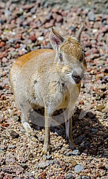 Chacoan Mara (Dolichotis Salinicola)...IMAGE