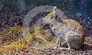 Chacoan Mara (Dolichotis Salinicola)...IMAGE
