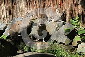 Chacoan mara are resting