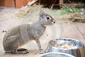 Chacoan Mara, sitting in front of a Cup of food. The animal