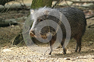 Chacoan peccary