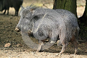 Chacoan peccary