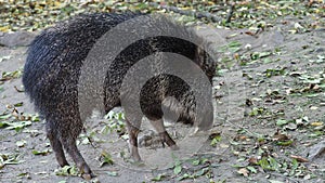 Chacoan peccary Catagonus wagneri