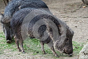 Chacoan peccary Catagonus wagneri