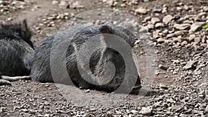 Chacoan peccary catagonus wagneri