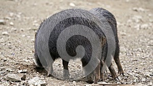 Chacoan peccary Catagonus wagneri, also known as the tagua