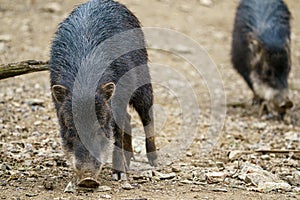 Chacoan peccary Catagonus wagneri, also known as the tagua