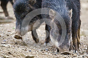 Chacoan peccary Catagonus wagneri, also known as the tagua