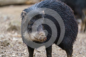 Chacoan peccary Catagonus wagneri, also known as the tagua