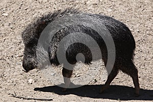 Chacoan peccary (Catagonus wagneri), also known as the tagua.