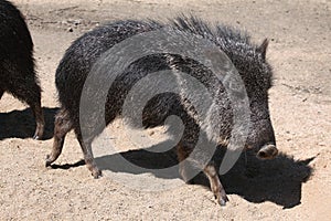 Chacoan peccary (Catagonus wagneri), also known as the tagua.