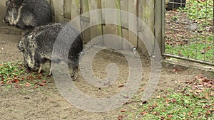 Chacoan peccary Catagonus wagneri, also known as the tagua