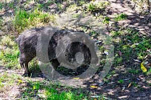 Chacoan Peccary, Catagonus wagneri, walks around in bristly brown and grey coat