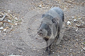 Chacoan peccary