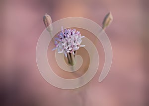 Chaenactis Pincushion in the desert photo