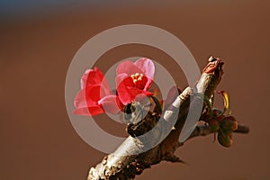 Chaenomeles flower photo