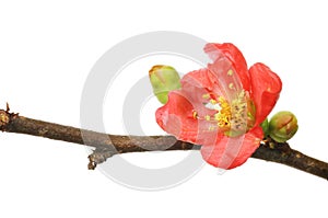 Chaenomeles flower and buds