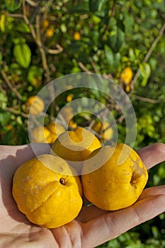 Chaenomeles fruit photo