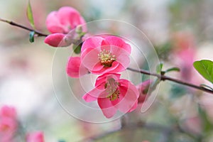 Chaenomeles. Japanese quince. Spring pink flowers background.