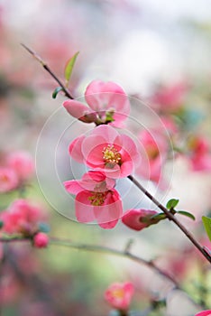 Chaenomeles. Japanese quince. Spring pink flowers background.