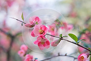 Chaenomeles. Japanese quince. Spring pink flowers background. photo