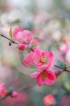 Chaenomeles. Japanese quince. Spring pink flowers background. photo