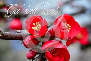 Chaenomeles Japanese. Red spring flowers in garden with text. Get well soon