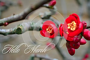 Chaenomeles Japanese. Red spring flowers in garden with text. Hello March