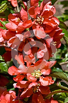 A Cluster of Flowering Quince Blooms photo