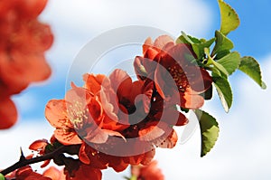 Chaenomeles japonica. Branch of blooming Japanese quince against blue sky with white clouds. Spring blossom of cydonia