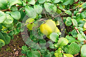 Chaenomeles japonica fruit.