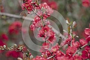 Chaenomeles japonica japanese maules quince flowering shrub, beautiful pink flowers in bloom on springtime branches