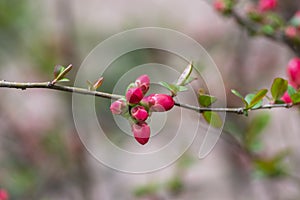 Chaenomeles japonica japanese maules quince flowering shrub, beautiful pink flowers in bloom on springtime branches