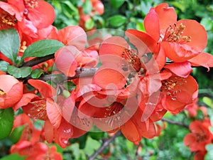 Chaenomeles japonica or Japanese quince
