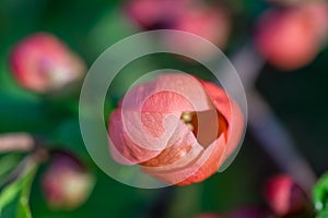 Chaenomeles japonica, Japanese quince flower closeup selective focus